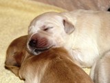 Chilly & Kalix Welpen (2)