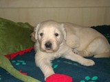 Snow Blink o-litter