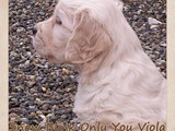 Viola