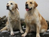 Snow Blink Gingin Highball "Else" X  Kapplandets Shan Nan Ershier "Kalix"