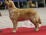 International Show in Biella (I ):Snow Blink Ninni  gewinnt die Jugend Klasse mit 1.Platz Exc.