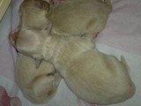 Khloes Welpen