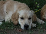 Ninni