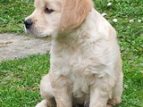Ninni 