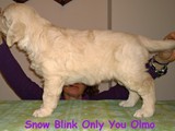Olmo