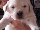 Snow Blink o-litter 1