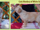Cute Monkey of White Enny