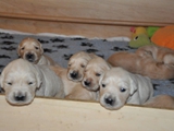 Babys von Ivy 3 Wochen 3