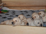 Babys von  Ivy Wochen 2