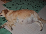 Ivy trchtig 