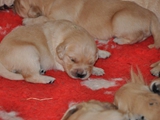 Ivy Welpen 2.W ochen