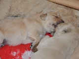 Ivy Welpen 2.W ochen (2)