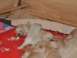 Ivy Welpen 2.Wochen