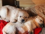 Jvy & Kalix (16)